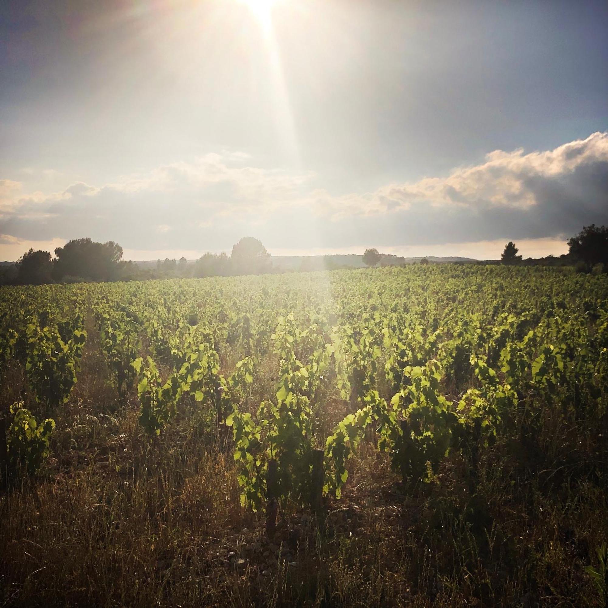 B&B Vigne Vierge Aigne  外观 照片